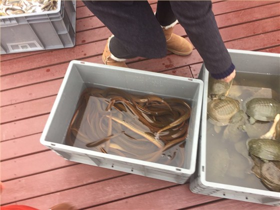 塑料周轉(zhuǎn)箱廠家放生圖